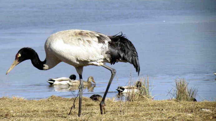 Даурский журавль