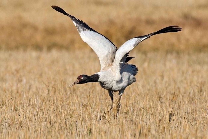 Черный Стерх