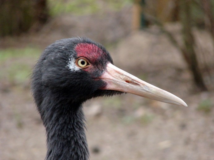 Черношейный журавль