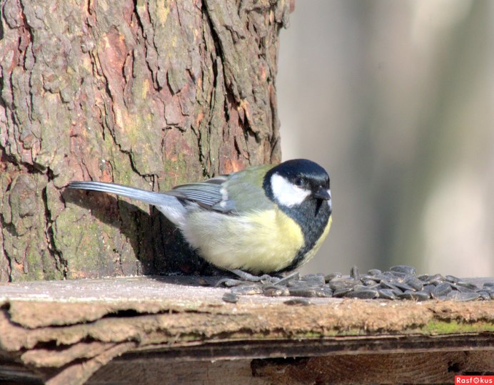 Восточная синица Parus Minor