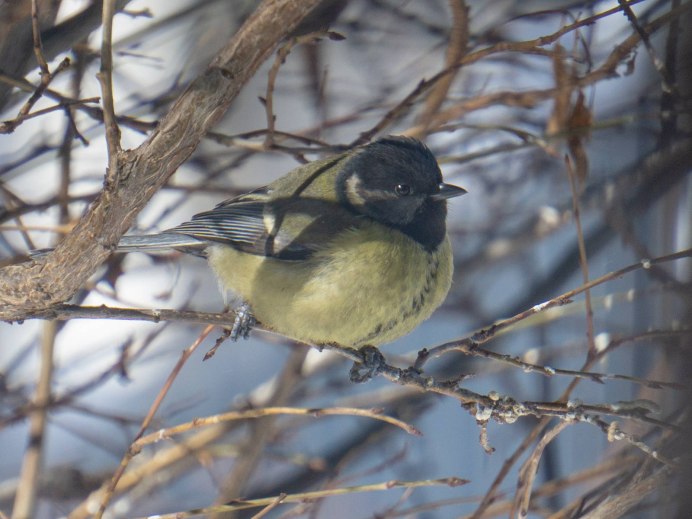 Синица Parus Major
