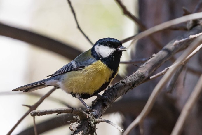 Parus Minor