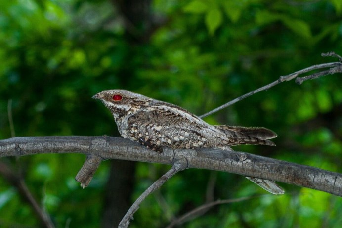 Исполинский козодой птенец