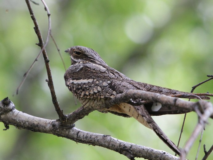 Исполинский козодой птенец