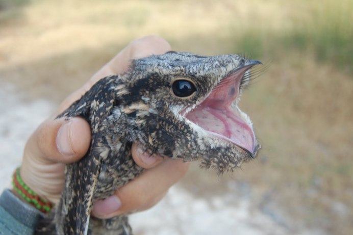 Козодой сетконос