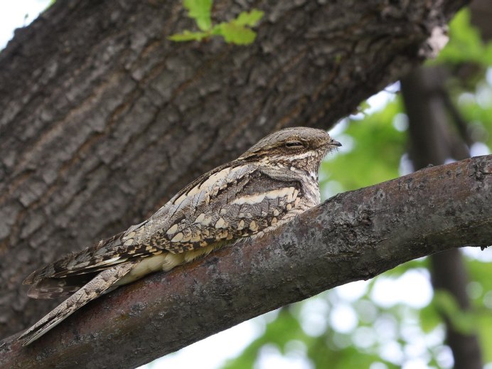 Козодой обыкновенный птица