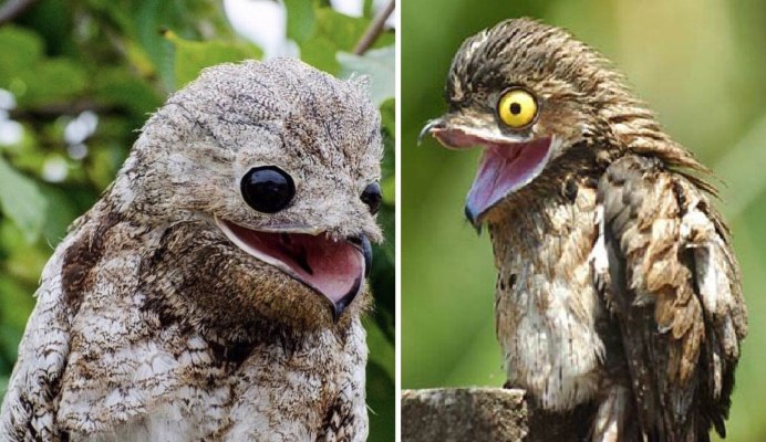 Буланый козодой