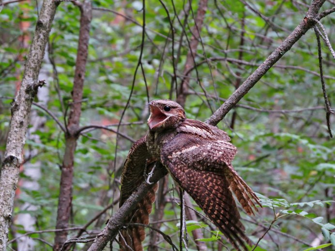 Птенец козодоя
