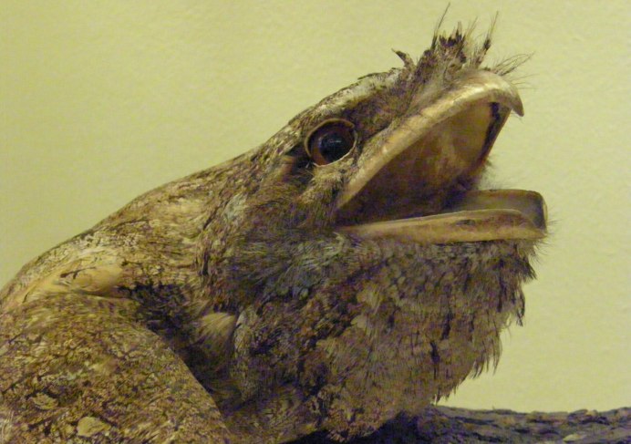 Козодой лягушкорот