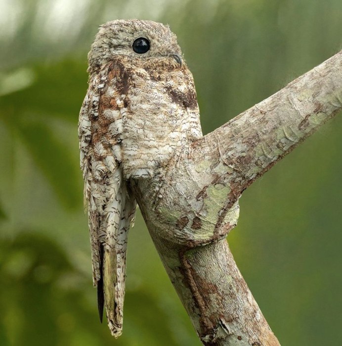 Исполинский козодой