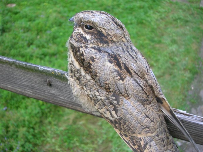 Козодой в полете