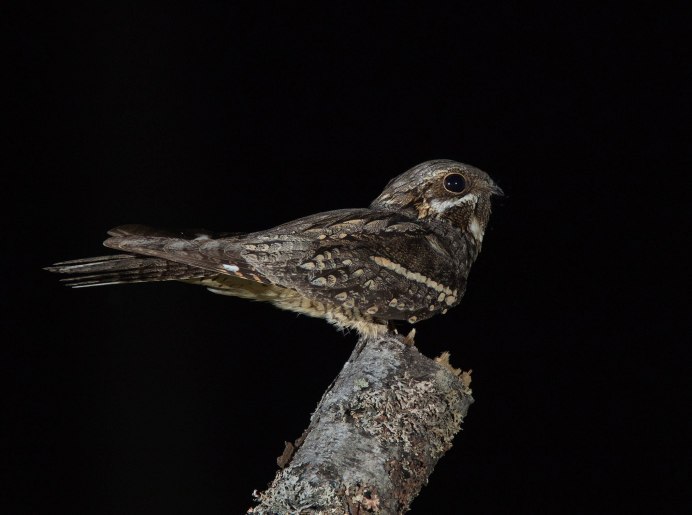 Исполинский козодой птенец