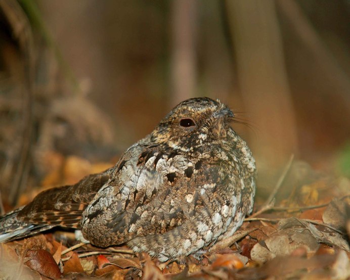 Potoo птица