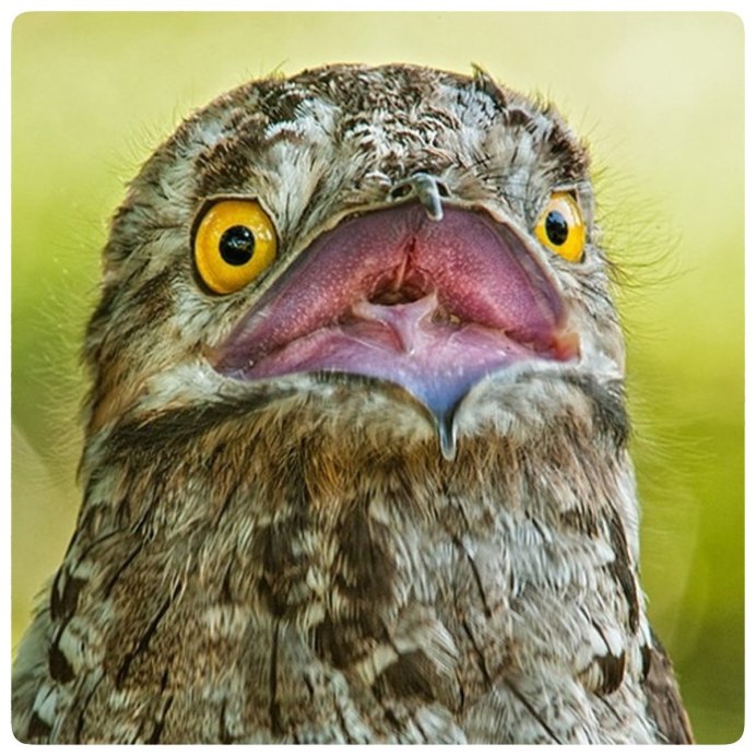 Козодой обыкновенный