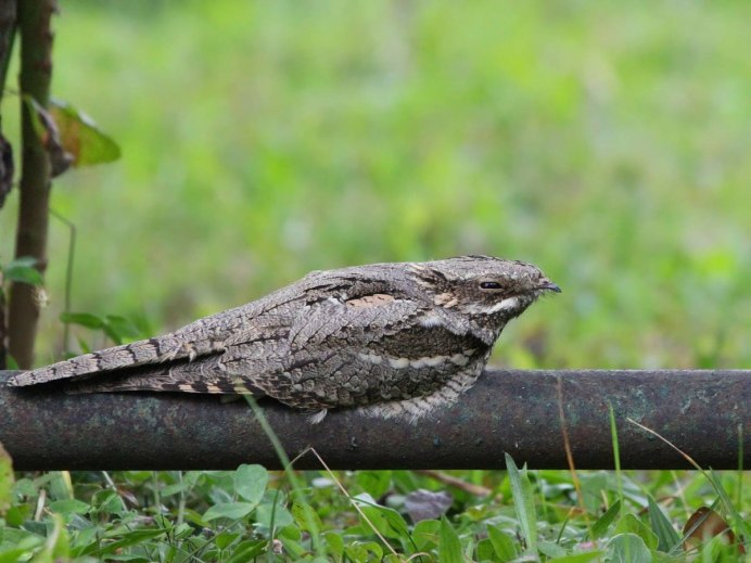 Исполинский козодой птица