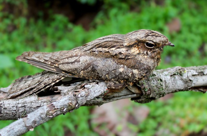 Обыкновенный козодой гнездо