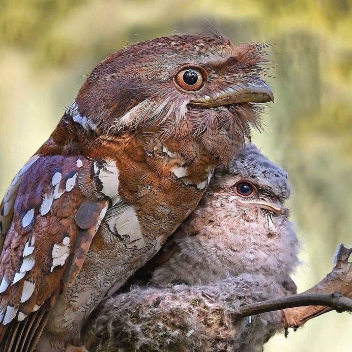 Козодой обыкновенный