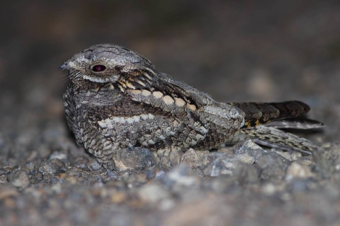 Козодой сетконос