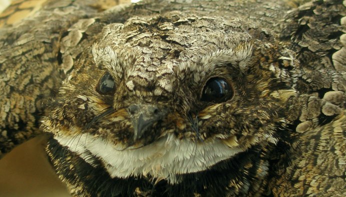 Козодой обыкновенный птица