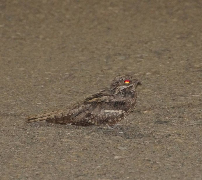 Исполинский козодой