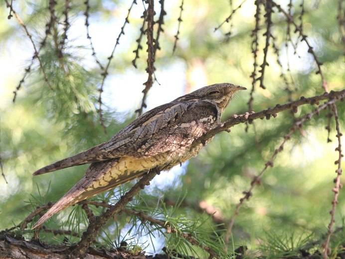 Белохвостый козодой