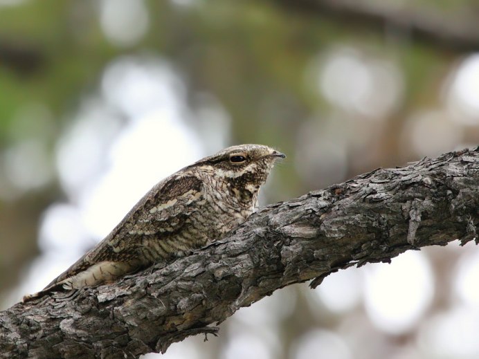 Белохвостый козодой