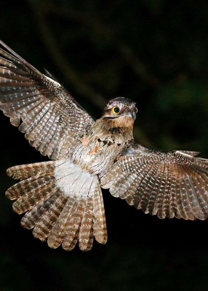 Козодой обыкновенный птица