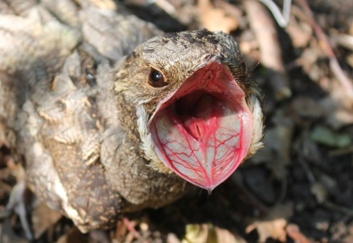 Козодой обыкновенный птица