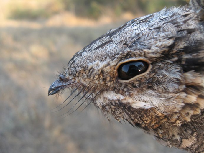 Козодой сетконос птица