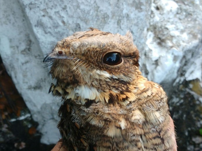 Козодой обыкновенный птица