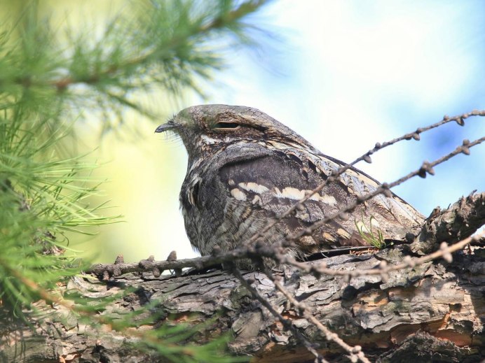 Ушастый козодой