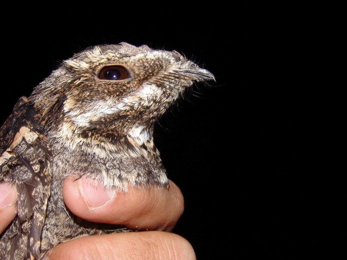 Козодой обыкновенный