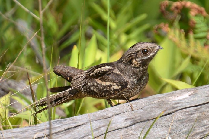 Клюв козодоя