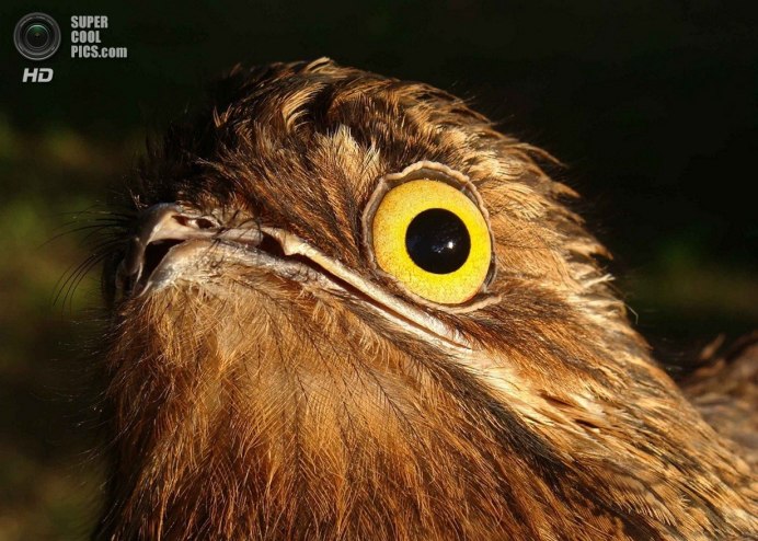 Обыкновенный козодой (Caprimulgus europaeus)