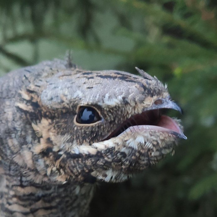 Мадагаскарский козодой