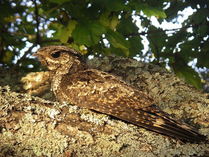 Козодой обыкновенный птица