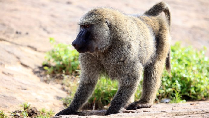 African Olive Baboons
