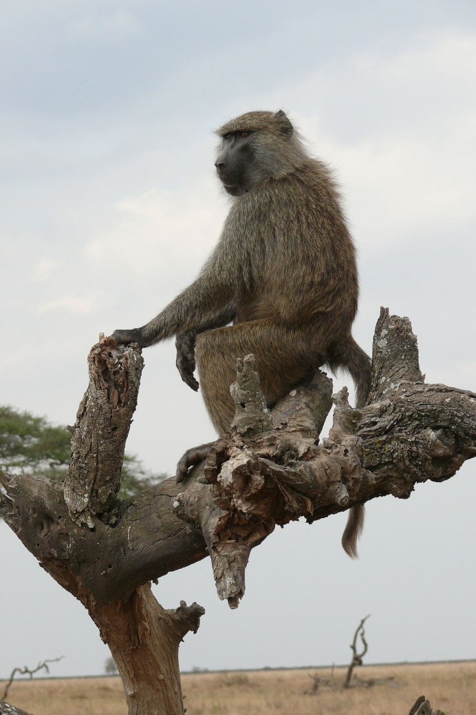 Lake Manyara Baboons