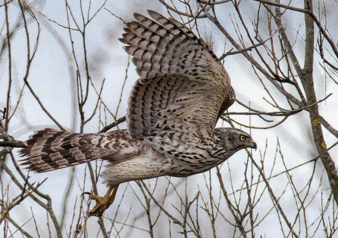 Ястреб-тетеревятник самка