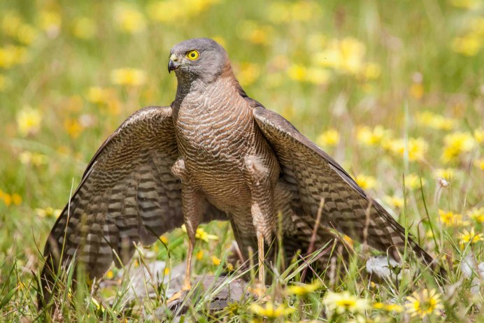 Сокол фото птицы крупным планом