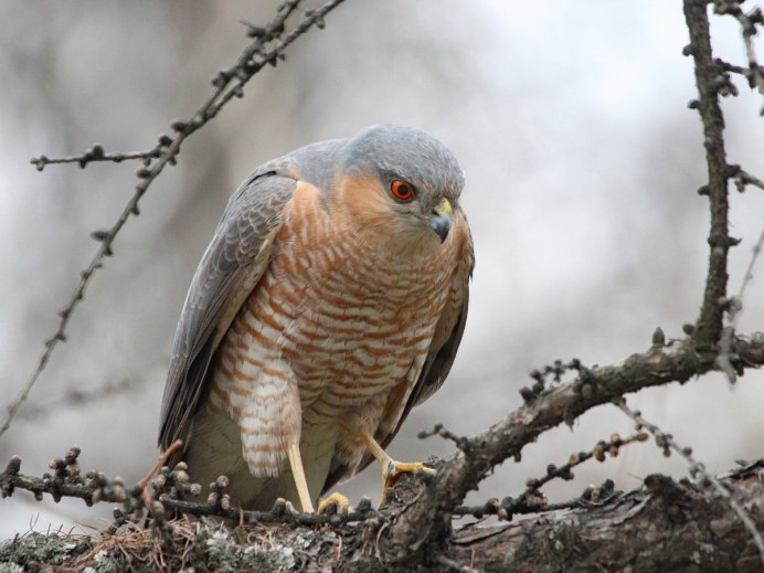 Ястреб-перепелятник