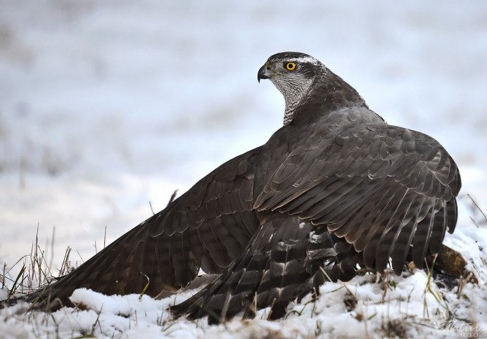 Норфолкский ястреб