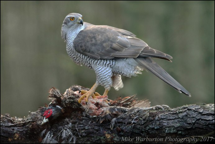 Коршун тетеревятник