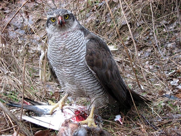 Норфолкский ястреб