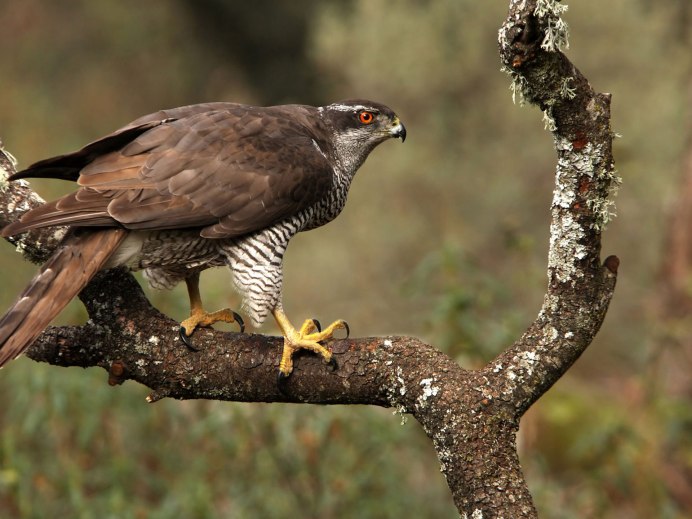 Ястреб серого цвета