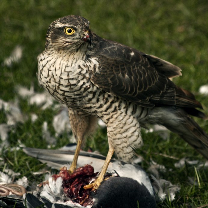 Беркут тетеревятник