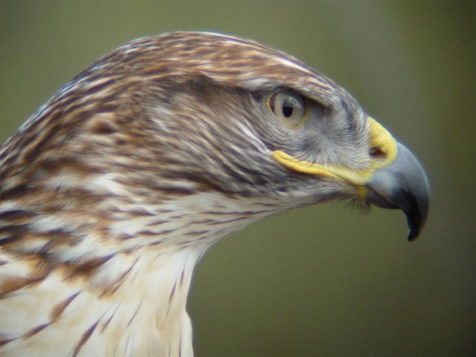 Среднеазиатский ястреб