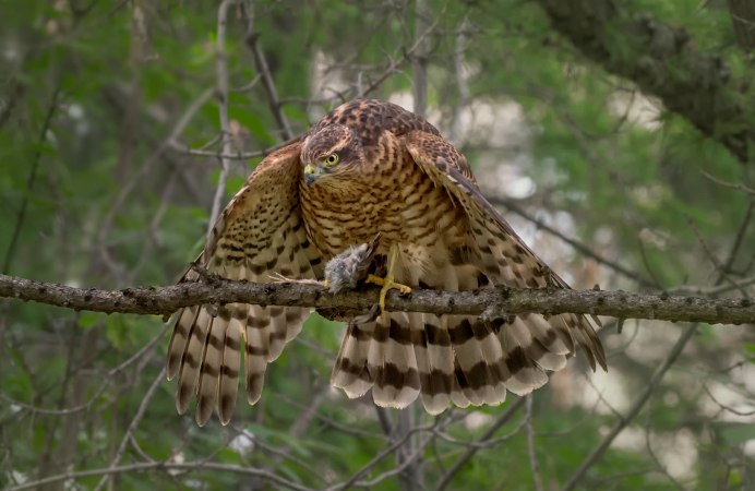 Зоркий ястреб