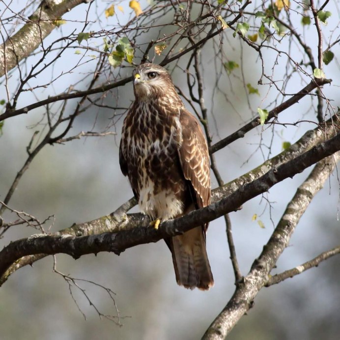 Камчатский тетеревятник