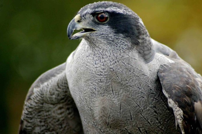 Northern Goshawk